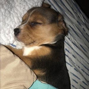 Meet your Posher, Abbey